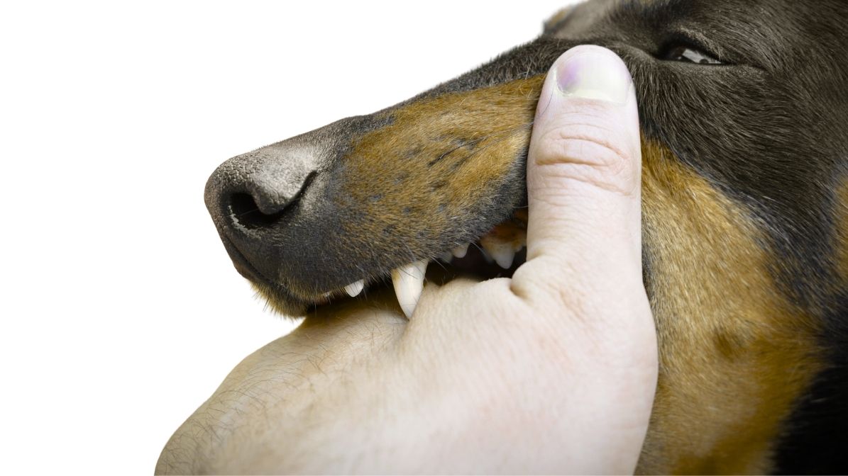 కుక్క కరిచిన వెంటనే ఈ తప్పు అసలు చేయకండి!