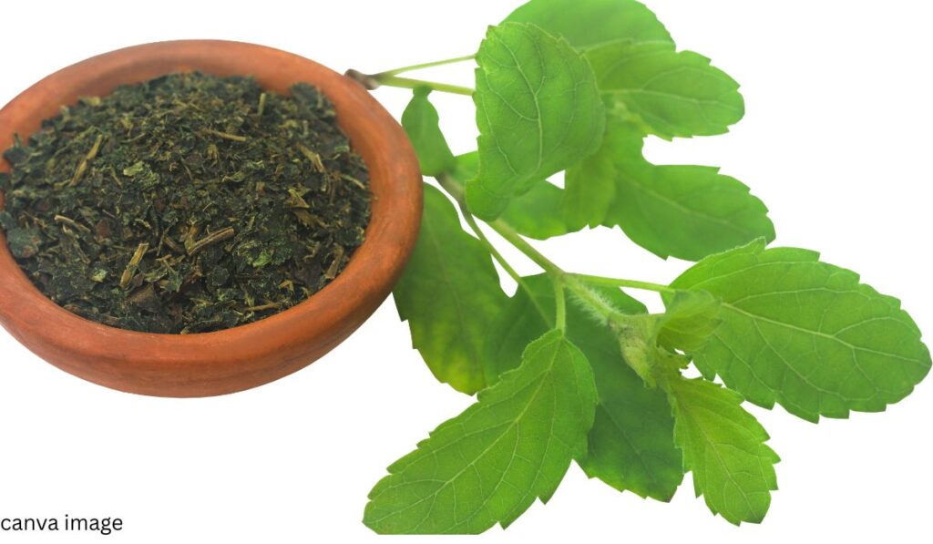 తులసి మొక్క ఔషధాల నిధి