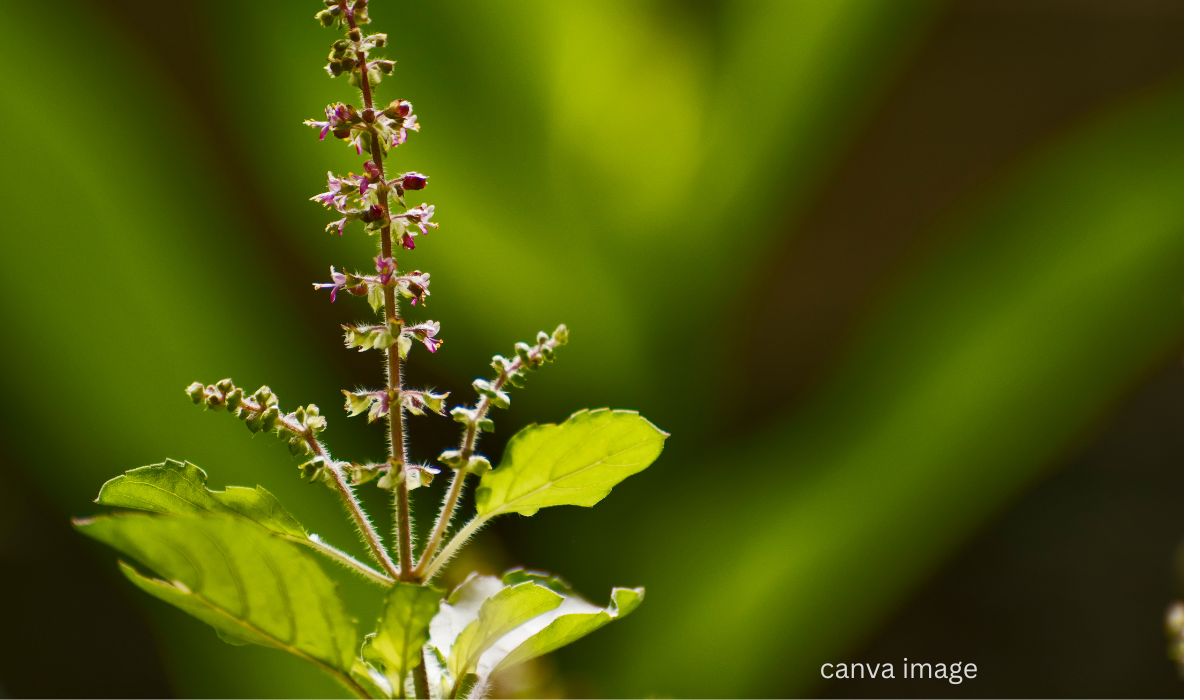 తులసి మొక్క ఔషధాల నిధి
