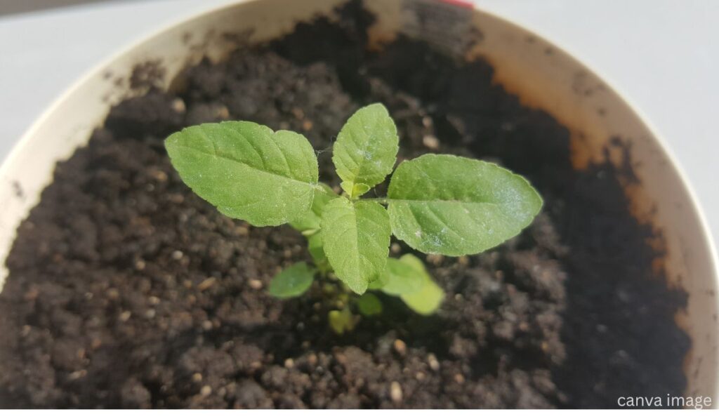 తులసి మొక్క ఔషధాల నిధి, 